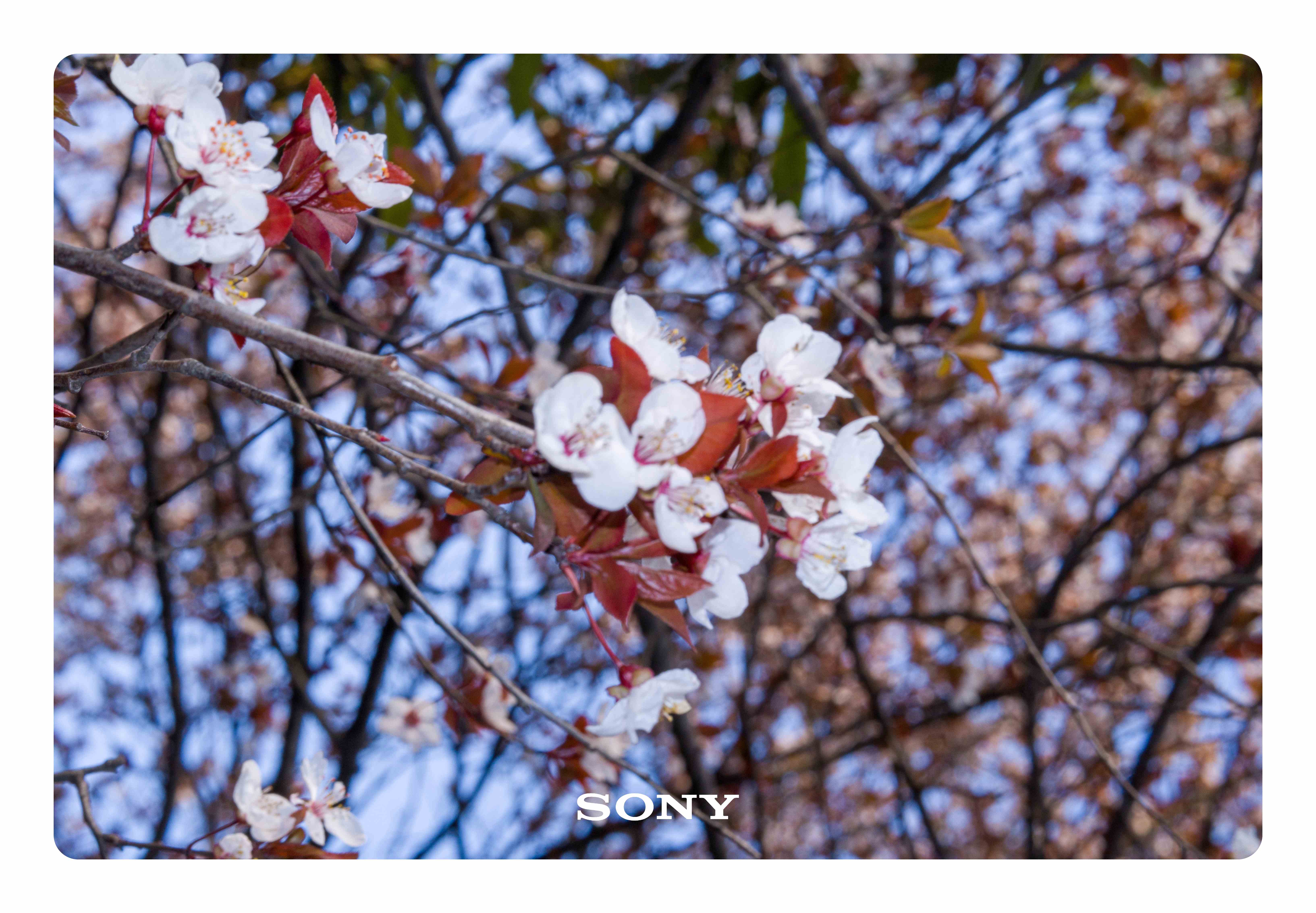 The cover picture of the previous content